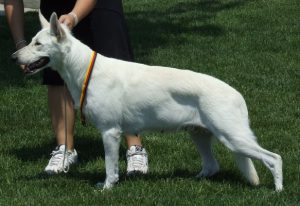 Kandestack_62406