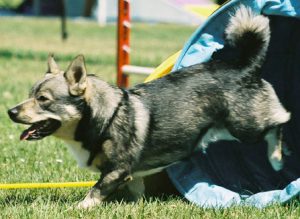 SwedishVallhundAgility_wb