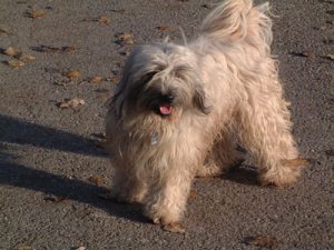 Tibet_Terrier