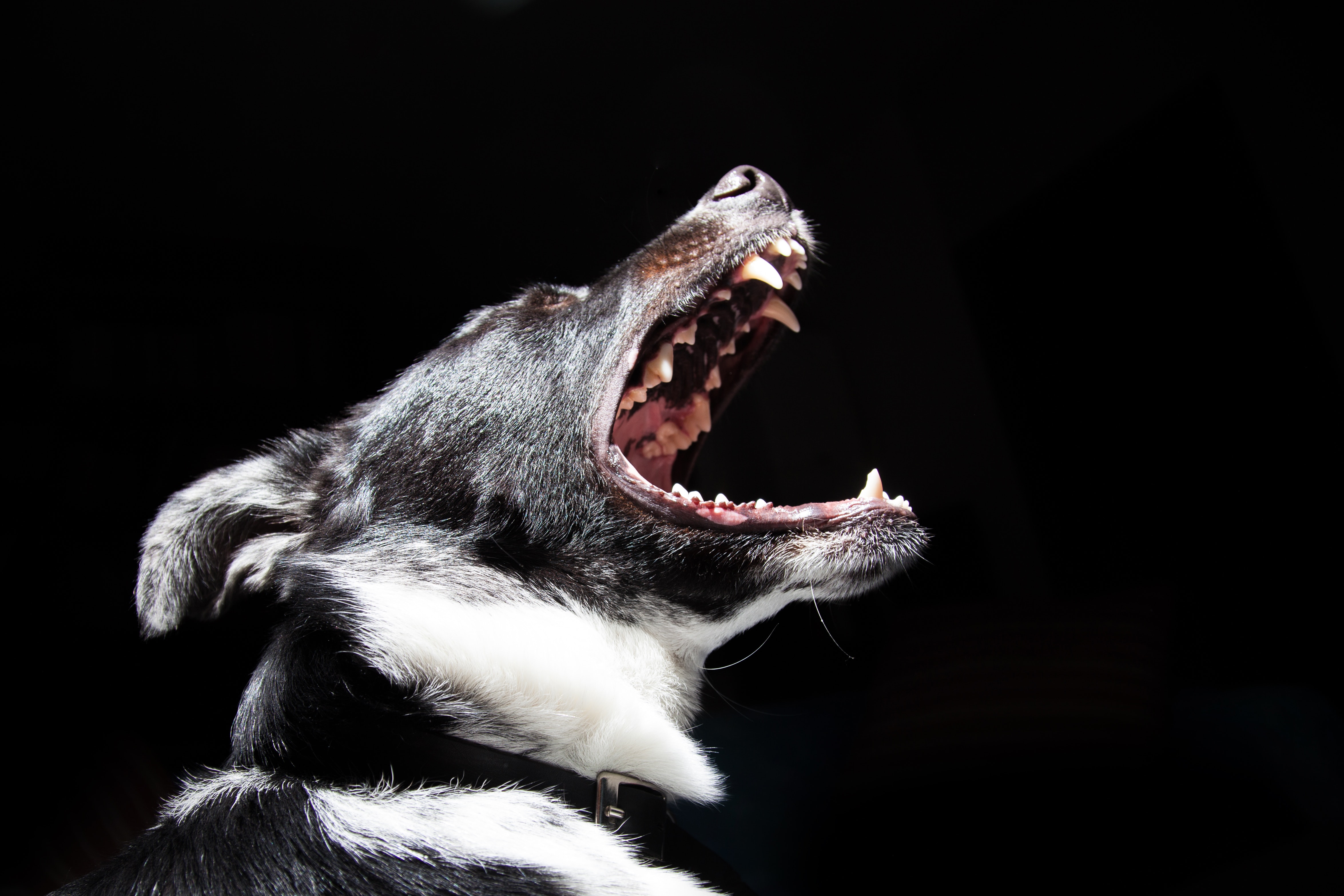 Hund som skäller