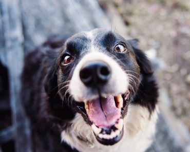 Glad hund